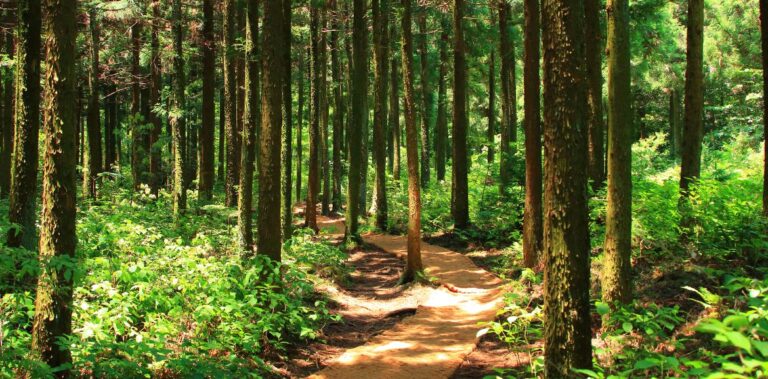 Benefits of Forest Bathing
